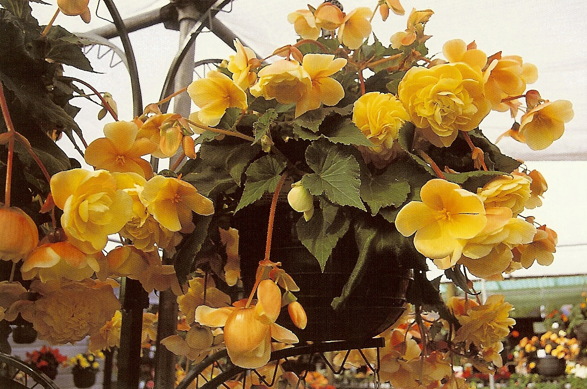 B. ‘Yellow Sweety’